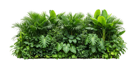 Lush green tropical plants and foliage create a vibrant natural wall, showcasing a rich variety of leaves and textures in a dense, healthy botanical display.