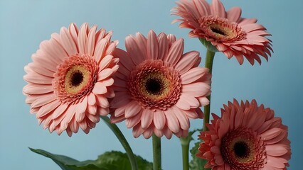 Natural pink gerbera flowers on a soft blue gradient background with a clean and modern look. Ideal for lifestyle design, branding, advertising, posters, and spring or summer concepts. Copy space.