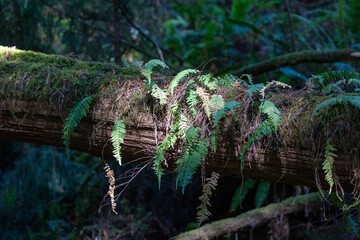 Ferns growing on a fallen redwood branch