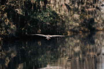 Obraz premium Great blue heron flying low across calm swamp water with reflection in the Okefenokee Swamp wilderness landscape