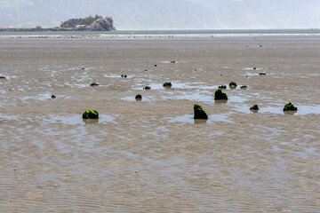 Seaweed covered rocks at low tide in Crescent City CA