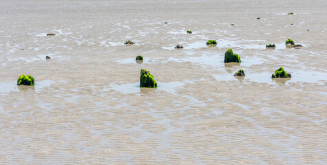 Seaweed covered rocks at low tide in Crescent City CA
