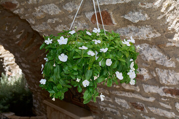 Beautiful hanging basket with white vinca flowers in front of a rustic stone wall
