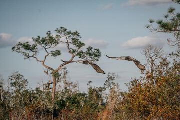 Sandhill crane pair, wings spread in flight over Okefenokee Swamp wetland habitat, Southern wildlife