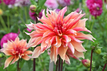 Pastel pink and peach Decorative Dahlia &lsquo;Labyrinth&rsquo; in flower.