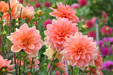 Fototapeta premium Peach orange waterlily Dahlia ‘Mister Frans’ in flower.