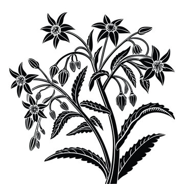 Intricate silhouette of borage plant with star shaped flowers and textured serrated leaves in black vector style
