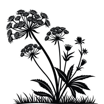 Hogweed and wild flowers silhouette black color isolated on transparent background hand drawn vector illustration