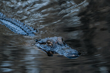 Obraz premium Small frog riding on the head of an American alligator as it swims through swamp water in the Okefenokee Swamp, unusual wildlife interaction