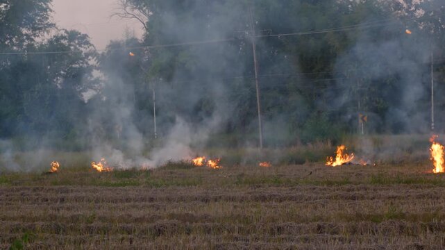 Stubble and straw burning with smoke emanating from the fire in rice paddy field. Air pollution due to crop burning method to clear the field raises the concentration of air particles matter PM2.5 