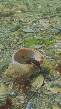 Seahorse fish swims out from inside large seashell of Veined rapa whelk (Rapana venosa) on seabed covered with shells. Sea-horse hides in empty big shell lying on seafloor, to avoid predators.