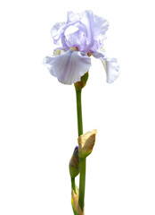 Light purple iris flower blooming with stem on transparent background