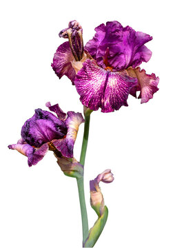 Purple iris flowers blooming on transparent background