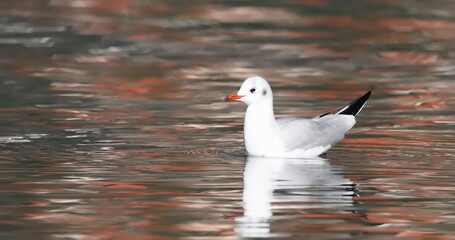 Common Black-headed Gull in flight, Larus ridibundus, birds of Montenegro