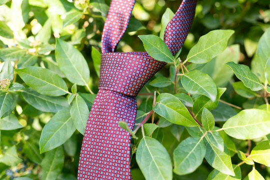 adjuntando, corbata, flor, indumentaria, moda, agiotaje, naturaleza, rojo, nudo, morada, estilo, beldad, accesorio