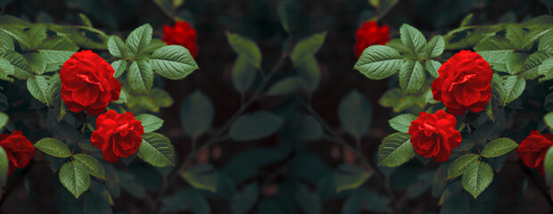 Red Roses Flowers blooming in Fantasy magical enchanted garden, fairytale floral grove on...