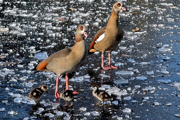 Nilgansfamilie auf einem zugefroren Teich © christiane65