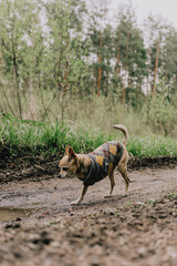 small dog on three paws stands on forest road overgrown with grass. pet is wearing a sweater. chihuahua walks in park, pet is relaxing in nature. walking with dog in forest. taking care of pets.