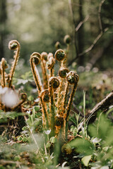 ferns with brown tips and green leaves. Ferns grow in field on hill. forest vegetation. ancient plants are twisted into a bundle. a walk in nature.