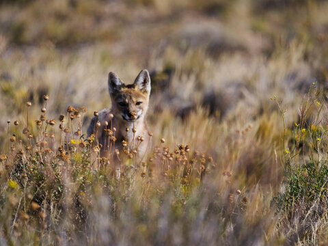 A wild South American canine, possibly a culpeo or Andean fox, peeks through dry grasses and wildflowers in a natural, sunlit environment
