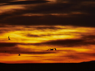Dramatic sunset sky with silhouettes of seagulls soaring across the vibrant orange and dark clouds over the horizon
