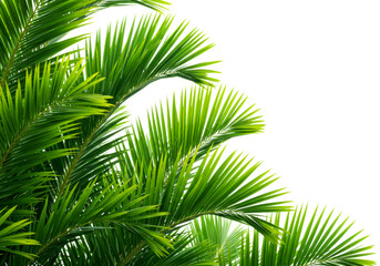 Fototapeta premium Lush green palm leaves create a vibrant tropical natural pattern, symbolizing growth, freshness, and exotic beauty perfect for various design projects.