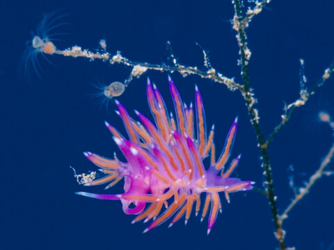 Mediterranean nudibranch Flabellina affinis