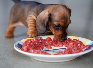Dachshund puppy eating raw meat from plate indoors