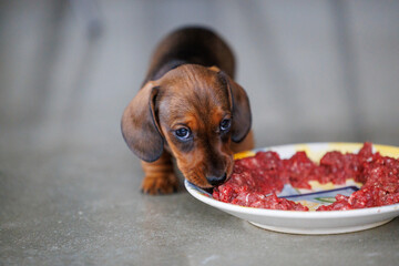 Dachshund puppy eating raw meat from plate indoors