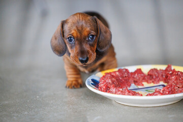 Dachshund puppy eating raw meat from plate indoors