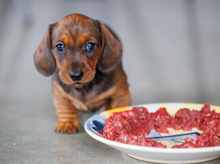Dachshund puppy eating raw meat from plate indoors