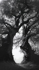 Two Trees Communicating in a Secret Language?. Generative AI

