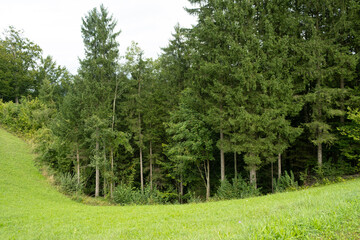 Green deciduous summer forest and green lawn.