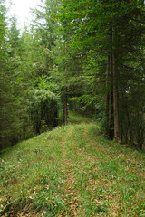 Obraz premium Summer hiking trail winding through lush green deciduous forest landscape