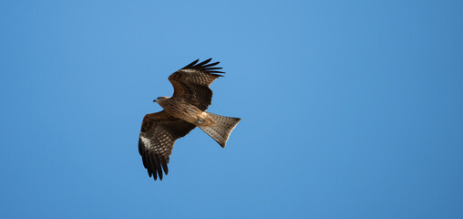 Obraz premium 空を飛ぶトビ