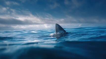 Fototapeta premium A shark fin breaks the surface of the ocean as it swims through the water. The scene shows cloudy skies above creating a dramatic backdrop for the ocean.