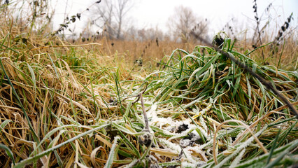 Green grass field in winter fog. Misty cold morning over meadow with fresh green grass, low...