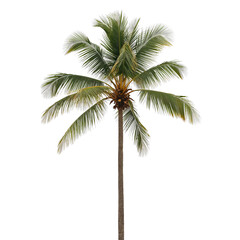 Obraz premium Tall Palm Tree With Green Leaves Standing Under Bright Sunlight in Tropical Setting