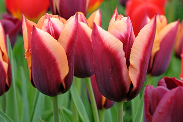 Burgundy and peach Triumph Tulip ‘lawa’ in flower.