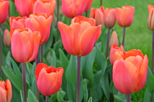 Peach and red Triumph Tulip &lsquo;Annie Schilder&rsquo; in flower.