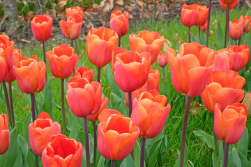 Obraz premium Peach and red Triumph Tulip in flower.
