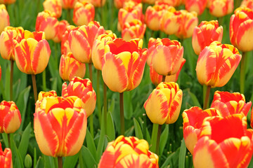 Red and yellow variagated Darwin hybrid Tulip &lsquo;Banja Luka&rsquo; in flower.