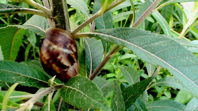 molusco caramujo gigante africano - Achatina fulica 