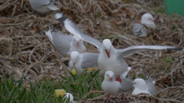 Two red-billed seagulls show how courtship and breeding work near Dunedin New Zealand