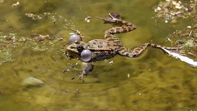 Common frog, Rana temporaria, single reptile croaking in water, also known as the European common frog or European grass frog is a semi-aquatic amphibian of the family Ranidae