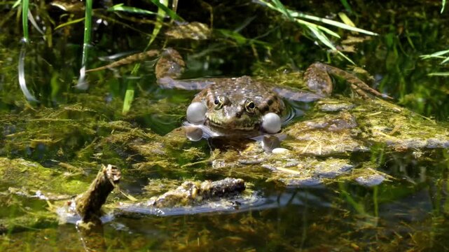 Common frog, Rana temporaria, single reptile croaking in water, also known as the European common frog or European grass frog is a semi-aquatic amphibian of the family Ranidae