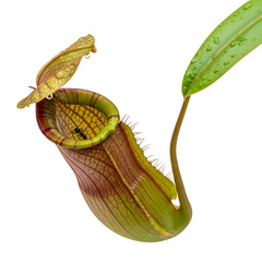 Close-up of a Pitcher Plant with Insect Inside