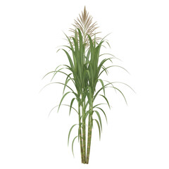 Fototapeta premium Sugarcane Plant Isolated on White Background
