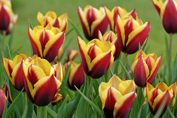 Burgundy and yellow Triumph Tulip &lsquo;Gavota&rsquo;  in flower.