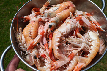 fresh red scampi as delicacy meditarrean sea food in costa brava